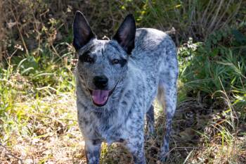 Mabel -  Australian Cattle Dog Blue Heeler Dog for Adoption in Fort Worth, Texas - Mabel | PetCurious
