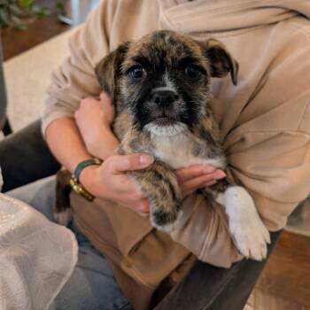 Bulldog and Maltipoo Dogs Available for Adoption - Biscuit - Please Read Description / Criteria  | PetCurious