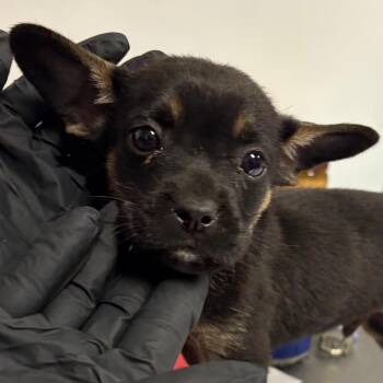 Mixed Breed Dogs Available for Adoption in Yuma, Arizona - Brownie | PetCurious