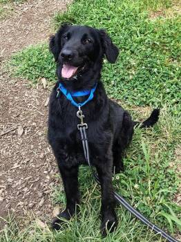 KAGE -  Labrador Retriever and Mixed Breed Dog for Adoption in Leesburg, Virginia - KAGE | PetCurious