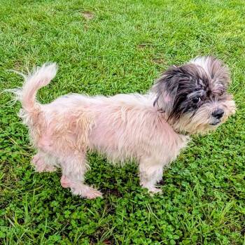 Mable Butterfield "Buttons" -  Shih Tzu and Mixed Breed Dog for Adoption in Houston, Texas - Mable Butterfield "Buttons" | PetCurious
