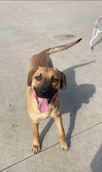 Angel -  Belgian Shepherd Malinois and Mixed Breed Dog for Adoption in Clinton, Wisconsin - Angel | PetCurious