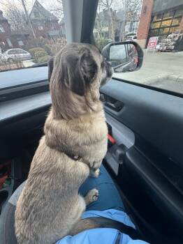 Chihuahua and Pug Dogs Available for Adoption - Tahoe | PetCurious