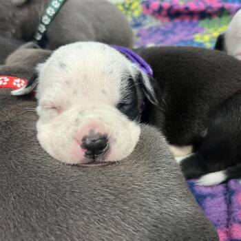 Black Labrador Retriever and Rottweiler Dogs Available for Adoption in Fulton, Missouri - Vira | PetCurious