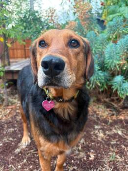 Bryson -  Mixed Breed and Golden Retriever Dog for Adoption in Bellingham, Washington - Bryson | PetCurious