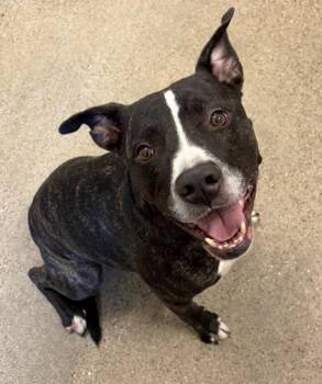 Rucker -  Pit Bull Terrier Dog for Adoption in Cleveland, Ohio - Rucker | PetCurious