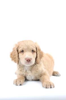 Poodle and Golden Retriever Dogs Available for Adoption in Morton Grove, Illinois - Potato Wedge | PetCurious