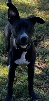 Rescue American Staffordshire Terrier and Black Labrador Retriever Dogs for Adoption in Gilbert, Arizona - Bruno | PetCurious
