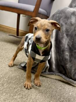 Terrier and Australian Shepherd Dogs Available for Adoption in Muskego, Wisconsin - Spud The Terrier Mix Puppy | PetCurious