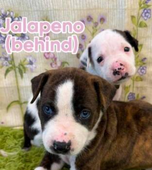 Jalapeno -  American Staffordshire Terrier Dog for Adoption in Sedalia, Colorado - Jalapeno | PetCurious