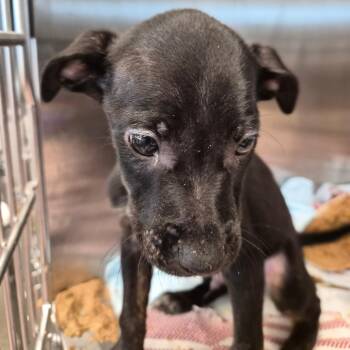 Musketeer -  Mixed Breed Dog for Adoption in Bentonville, Arkansas - Musketeer | PetCurious