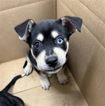 German Shepherd Dog Dogs Available for Adoption in Baytown, Texas - RICKY | PetCurious