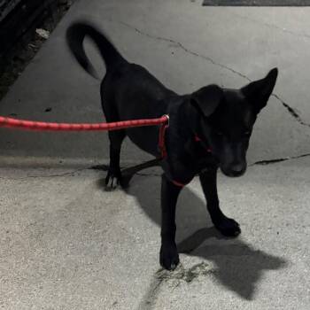 Damien -  German Shepherd Dog Dog for Adoption in Crookston, Minnesota - Damien | PetCurious