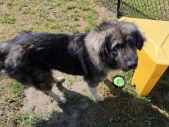 Shepherd and Mixed Breed Dogs Available for Adoption in Conway, South Carolina - Cactus | PetCurious