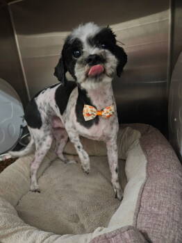 Rescue Shih Tzu Dogs for Adoption in El Centro, California - Moose | PetCurious