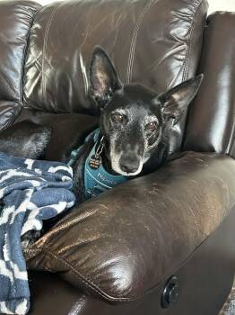 Shepherd Dogs Available for Adoption - Kenan | PetCurious