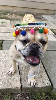 French Bulldog Dogs Available for Adoption in Frisco, Texas - Winnie | PetCurious