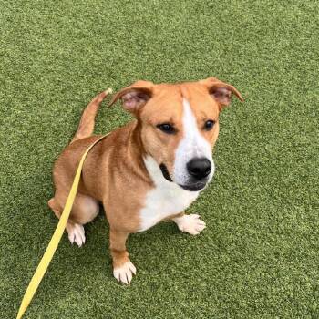Pumpkin Surprise -  Mixed Breed Dog for Adoption in Pittsburgh, Pennsylvania - Pumpkin Surprise | PetCurious