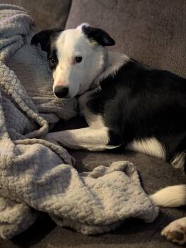 Border Collie Dogs Available for Adoption - Dash | PetCurious