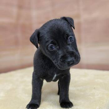 Labrador Retriever and Mixed Breed Dogs Available for Adoption - Aubrie | PetCurious