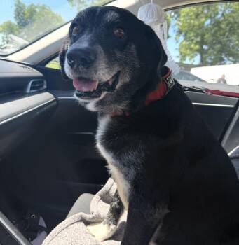 Harley - Your next best friend -  Black Labrador Retriever Dog for Adoption in Conway, South Carolina - Harley - Your Next Best Friend | PetCurious