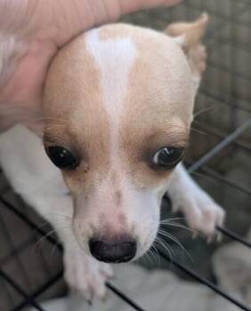 Chihuahua Dogs Available for Adoption in Parker, Colorado - Strawberry | PetCurious