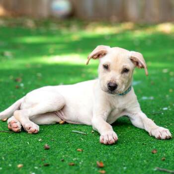 Hayes -  Labrador Retriever and Yellow Labrador Retriever Dog for Adoption in Corpus Christi, Texas - Hayes | PetCurious