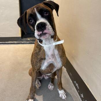 Kindle* -  Boxer Dog for Adoption in San Gabriel, California - Kindle* | PetCurious