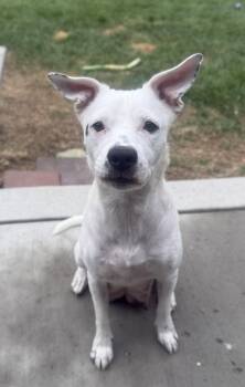 735-26 Mia -  Labrador Retriever and Pit Bull Terrier Dog for Adoption in Brighton, Colorado - 735-26 Mia | PetCurious