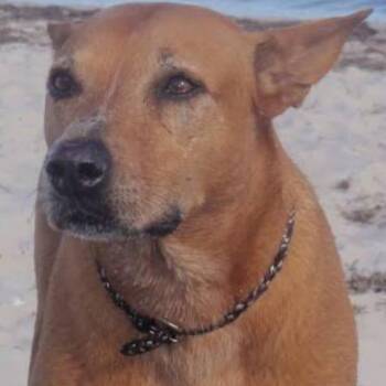 Estiella -  Mixed Breed Dog for Adoption in Winston-salem, North Carolina - Estiella | PetCurious