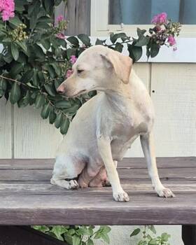 A816382 -  Chihuahua Dog for Adoption in San Antonio, Texas - A816382 | PetCurious