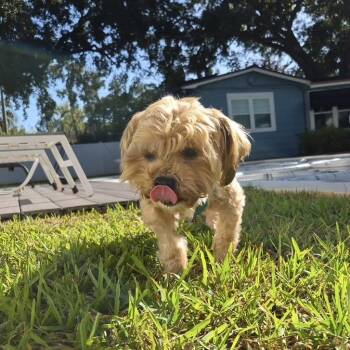 Beary -  Yorkshire Terrier and Shih Tzu Dog for Adoption in Alafaya, Florida - Beary | PetCurious