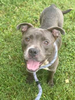 Minnie -  Pit Bull Terrier and Staffordshire Bull Terrier Dog for Adoption in Metter, Georgia - Minnie | PetCurious