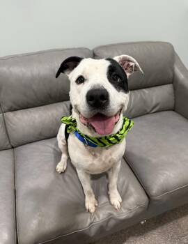 Major -  Pit Bull Terrier Dog for Adoption in Sault Ste. Marie, Michigan - Major | PetCurious