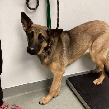 Belgian Shepherd Malinois and Mixed Breed Dogs Available for Adoption - Jersey | PetCurious