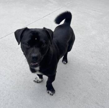Rocket -  Pug and Chihuahua Dog for Adoption in Salinas, California - Rocket | PetCurious