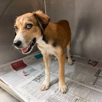 Mr. Coke -  Shepherd Dog for Adoption in Edinburg, Texas - Mr. Coke | PetCurious