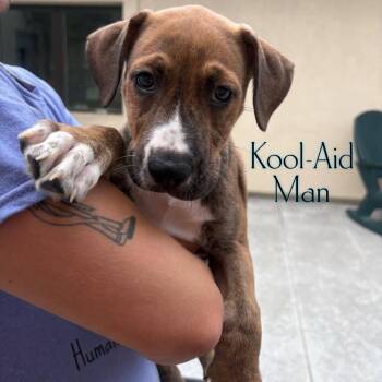 Kool-Aid Man -  Pit Bull Terrier and Labrador Retriever Dog for Adoption in Parkersburg, West Virginia - Kool-Aid Man | PetCurious