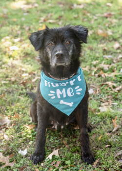 Rescue Labrador Retriever and Chow Chow Dogs for Adoption in Southaven, Mississippi - SUNNY | PetCurious