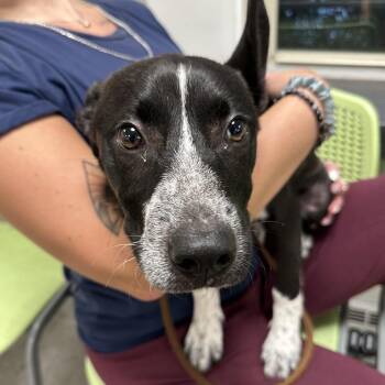 Zephyr -  Mixed Breed Dog for Adoption in Philadelphia, Pennsylvania - Zephyr | PetCurious
