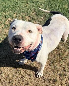 Moo --Courtesy Post. Out of town pet. See below for details-- -  Pit Bull Terrier Dog for Adoption in Eagle, Idaho - Moo --Courtesy Post. Out Of Town Pet. See Below For Details-- | PetCurious