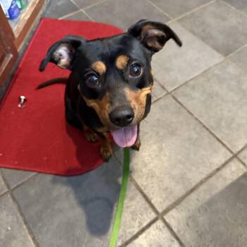 Miniature Pinscher Dogs Available for Adoption - Kami | PetCurious