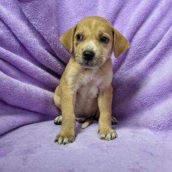 Rinku -  Labrador Retriever and Husky Dog for Adoption in Carencro, Louisiana - Rinku | PetCurious