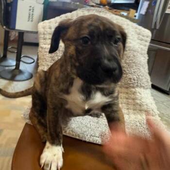 Mixed Breed Dogs Available for Adoption - Scary Spice | PetCurious