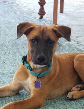 Rescue Beagle and Boxer Dogs for Adoption in Washington, District Of Columbia - Pup Wayne | PetCurious