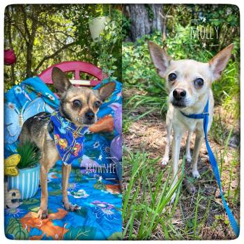 Brownie & Molly (bonded) -  Chihuahua Dog for Adoption in Sebring, Florida - Brownie & Molly (bonded) | PetCurious