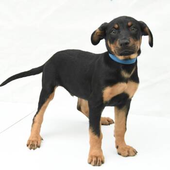 Milo -  Rottweiler and Mixed Breed Dog for Adoption in South Elgin, Illinois - Milo | PetCurious
