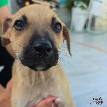 Archie -  Labrador Retriever Dog for Adoption in Washington, District Of Columbia - Archie | PetCurious