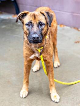 Mixed Breed Dogs Available for Adoption in Chamblee, Georgia - Bronna - IN FOSTER | PetCurious