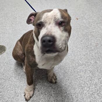 American Staffordshire Terrier Dogs Available for Adoption - Hut | PetCurious